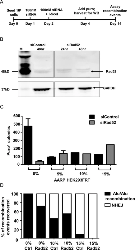 Experiments testing the effect of Rad52 siRNA knockdown in AARP HEK293FRT cells.