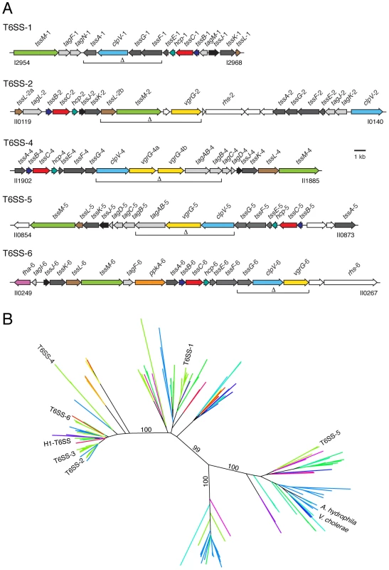 The Burkholderia T6SSs cluster with eukaryotic and prokaryotic-targeting systems in a T6S phylogeny.