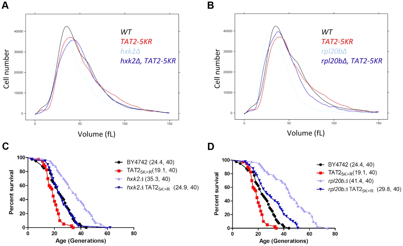 Stabilization of Tat2p increases birth size and suppresses replicative lifespan extension in <i>hxk2Δ</i> and <i>rpl20bΔ</i> cells.