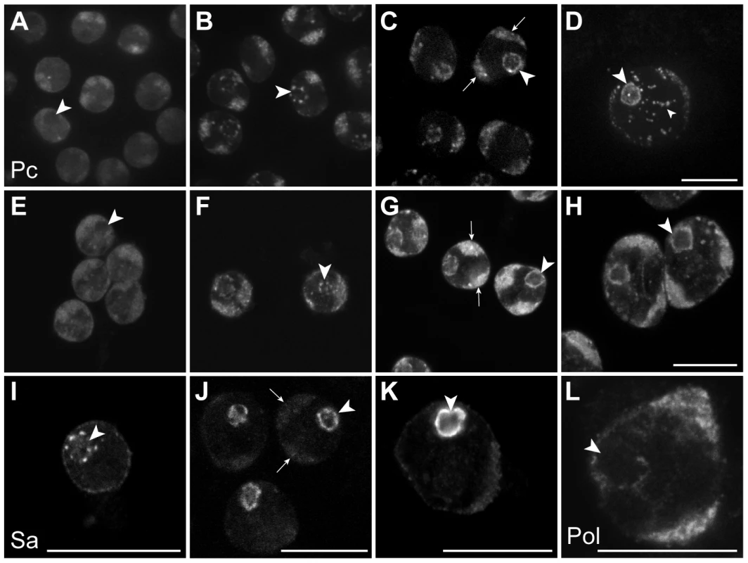 Sub-nuclear localisation of Pc, the tTAF Sa and elongating RNA polymerase II in primary spermatocytes.