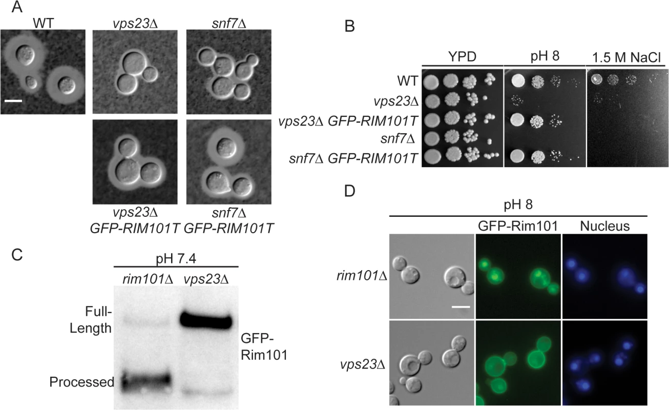 ESCRT complex proteins, Vps23 and Snf7, are required for Rim101 activation.