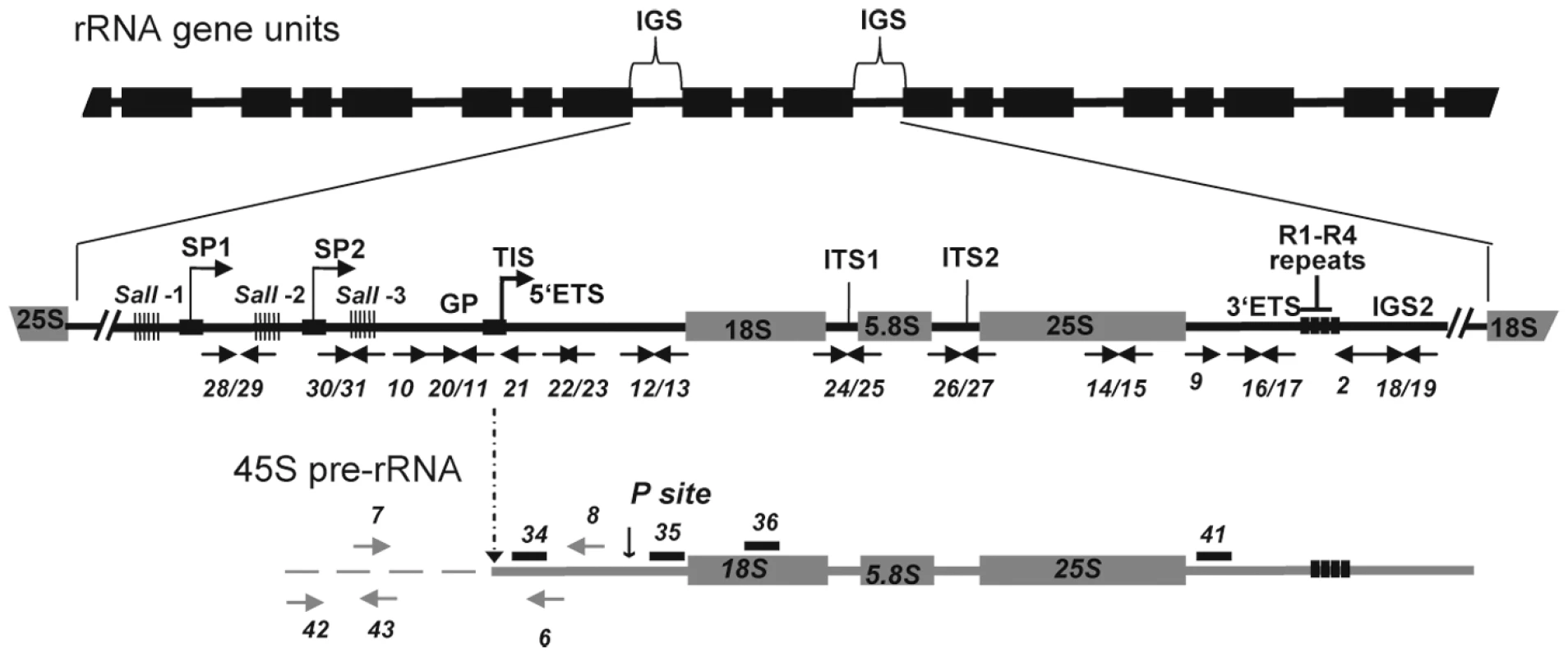 Representation of rRNA gene repeats transcribed by RNA polymerase I.