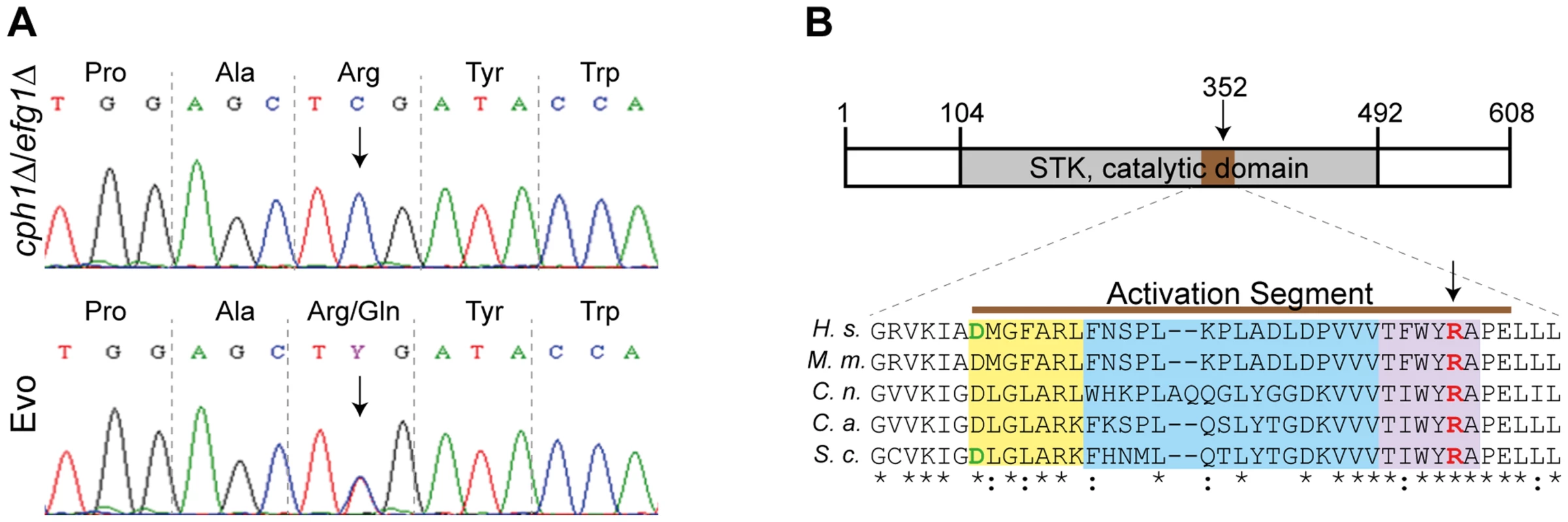 Single nucleotide polymorphism in <i>SSN3</i> of the Evo strain and location of the mutated amino acid.