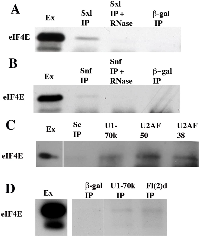 eIF4E co-immunoprecipitates with several splicing factors.