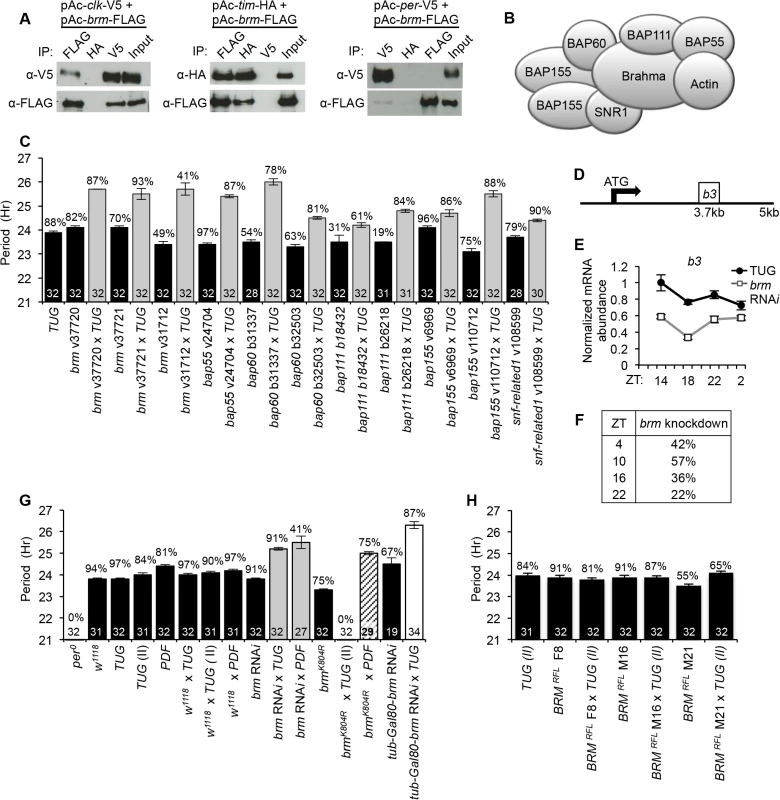 The <i>Brahma</i> protein complex regulates circadian clock function in <i>Drosophila</i>.
