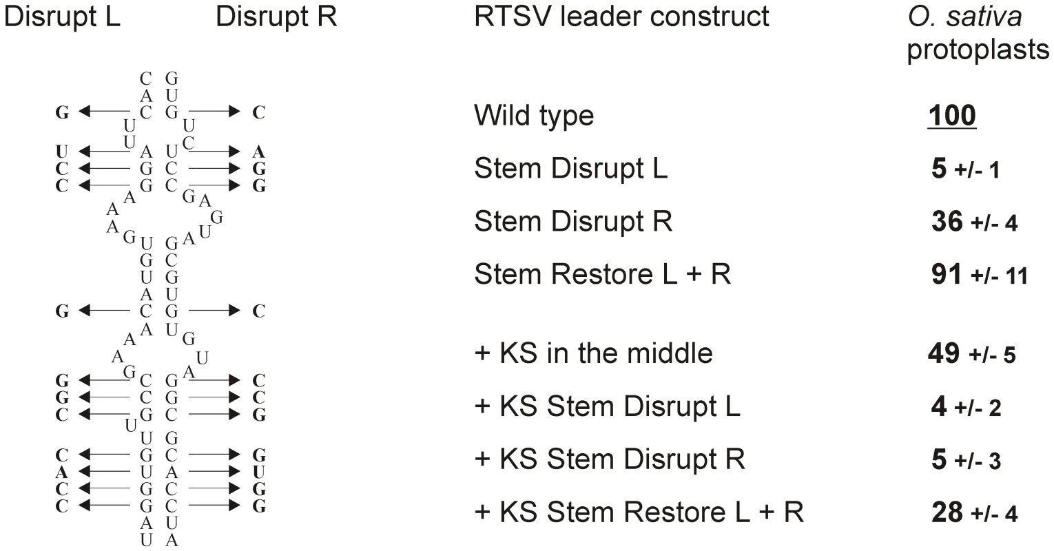 Integrity of the stem base secondary structure is essential for RTSV shunting.