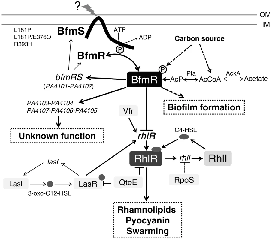 Model of the regulatory networks involving BfmRS in <i>P. aeruginosa</i>.