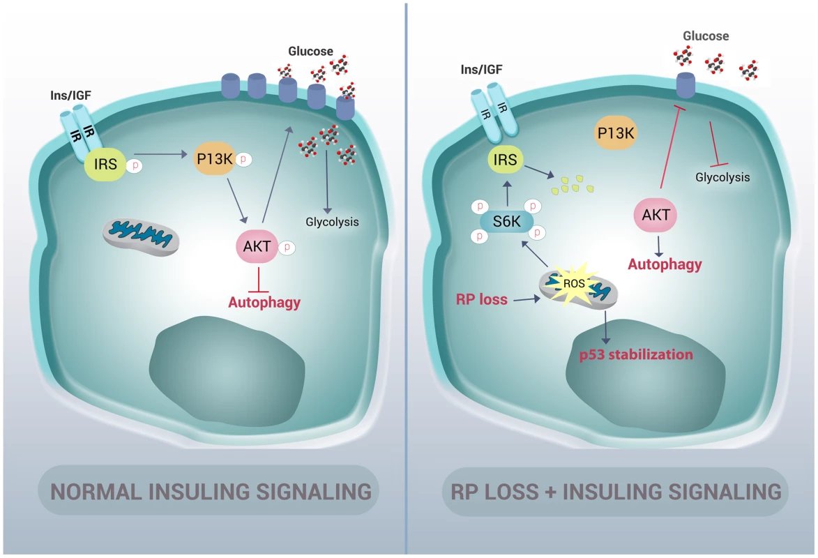 Graphic representation of how RP mutations result in autophagy and insulin pathway inhibition.