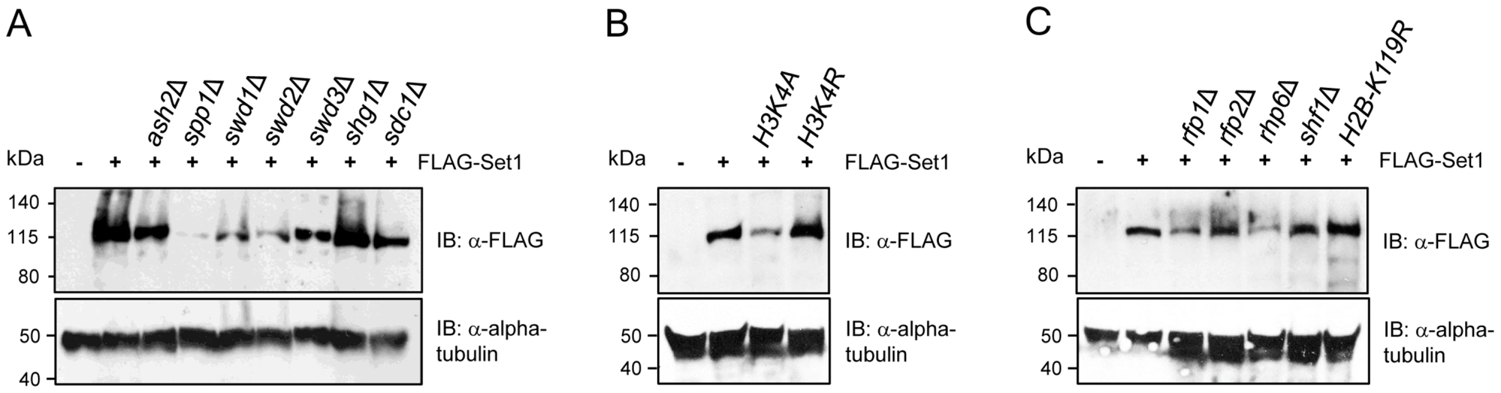 Stability of Set1 proteins is uncoupled from the status of H3K4me and H2Bub.
