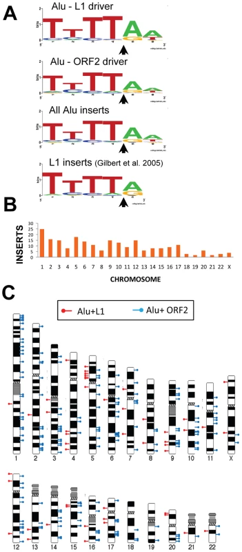 Endonuclease target site and chromosomal distribution of recovered Alu inserts.