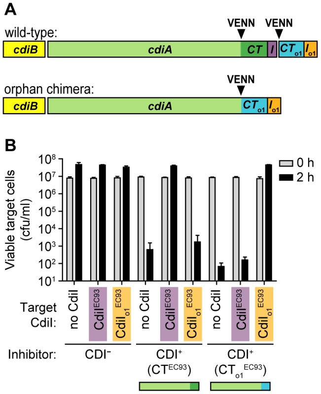 The EC93 orphan <i>cdiA-CT/cdiI</i> module is functional in contact-dependent growth inhibition (CDI).