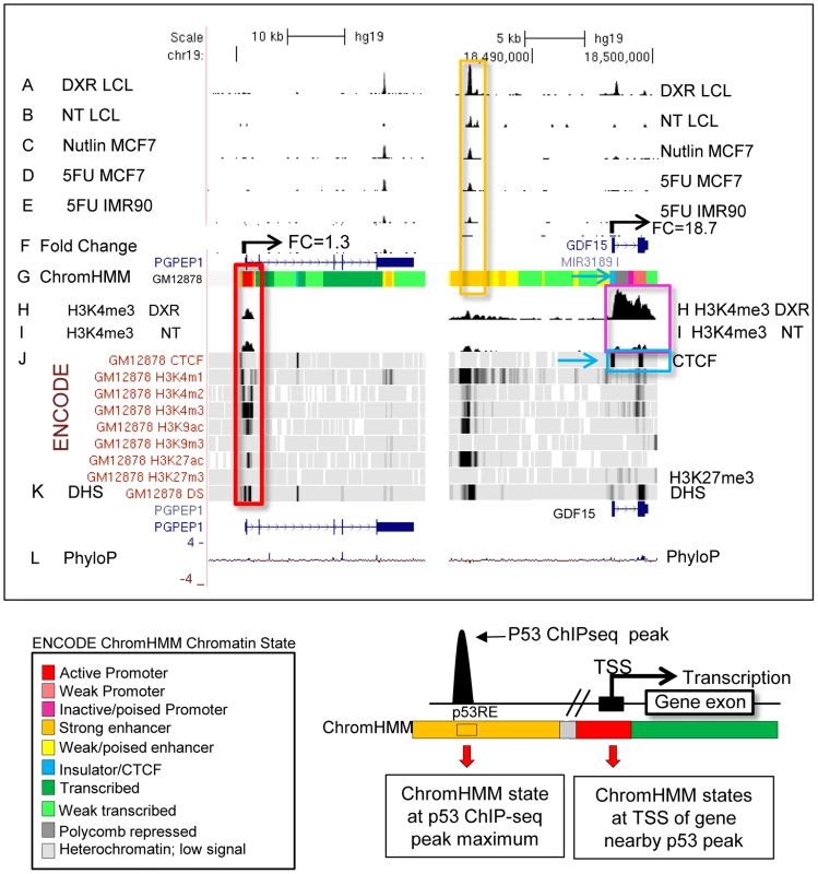 P53 genomic binding relative to chromatin state and histone modifications.