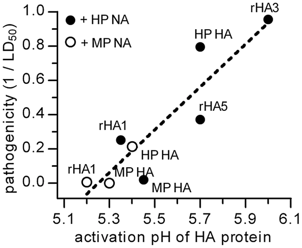 HA activation pH and pathogenicity in chickens.