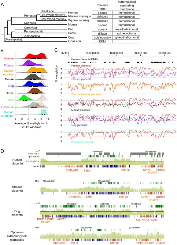 Genome-wide methylation patterns in mammalian placentas show both large-scale divergence and gene-specific similarities.