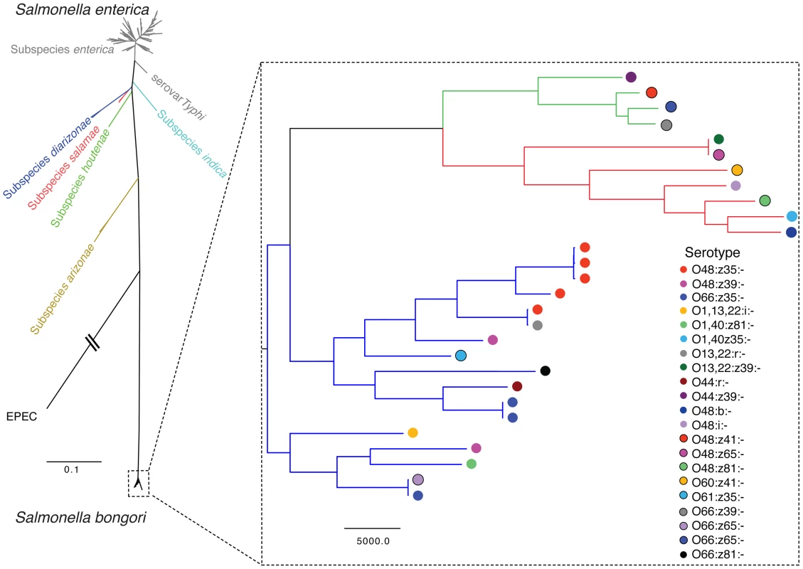 Maximum Likelihood Phylogenetic tree of <i>Salmonella</i> based on concatenated MLST loci.