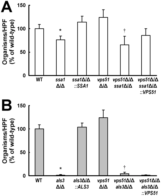 Deletion of <i>SSA1</i> or <i>ALS3</i> reduces HBMEC endocytosis of <i>C. albicans.</i>