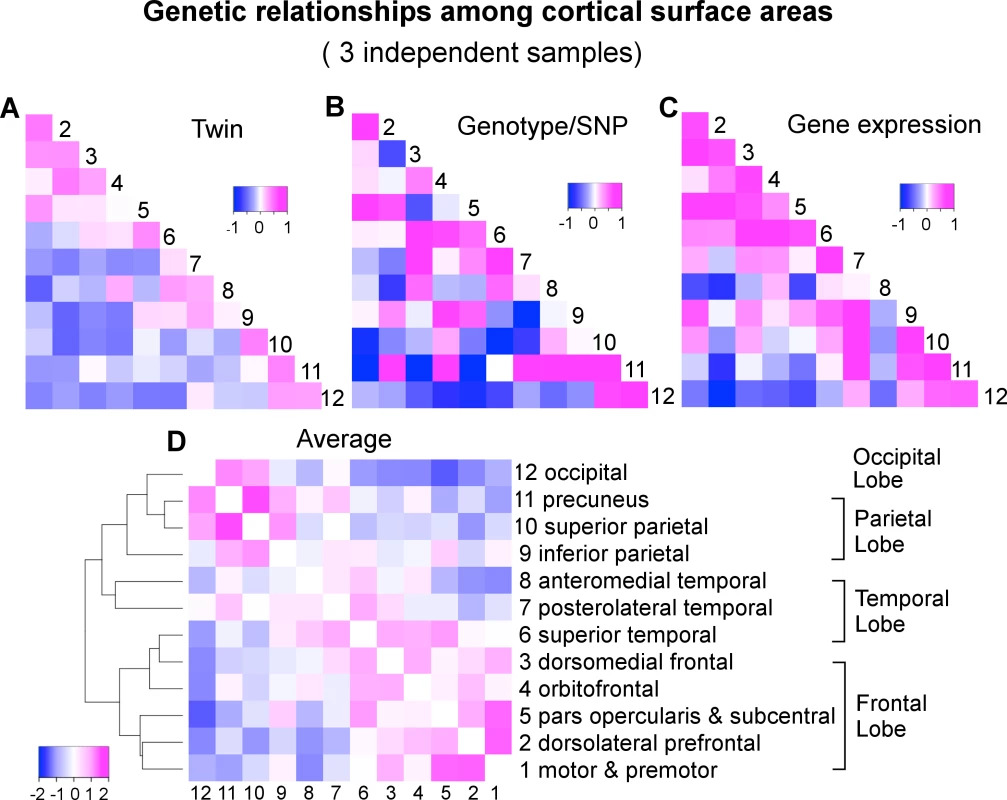 A convergent pattern of genetically mediated relationships among cortical surface areas.