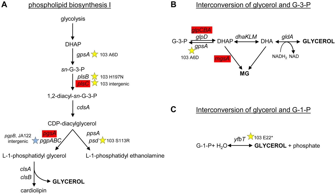 SNPs in genes involved phospholipid biosynthesis and that contribute to glycerol synthesis.