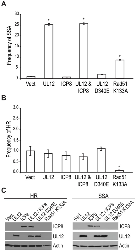 UL12 is sufficient to increase single strand annealing and is dependent on its exonuclease activity.