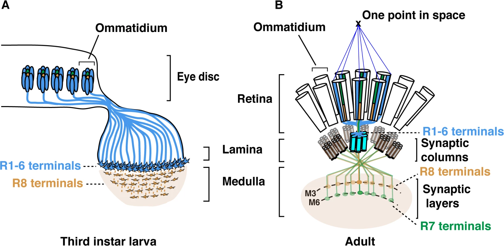 Schematic representation of the <i>Drosophila</i> visual system.