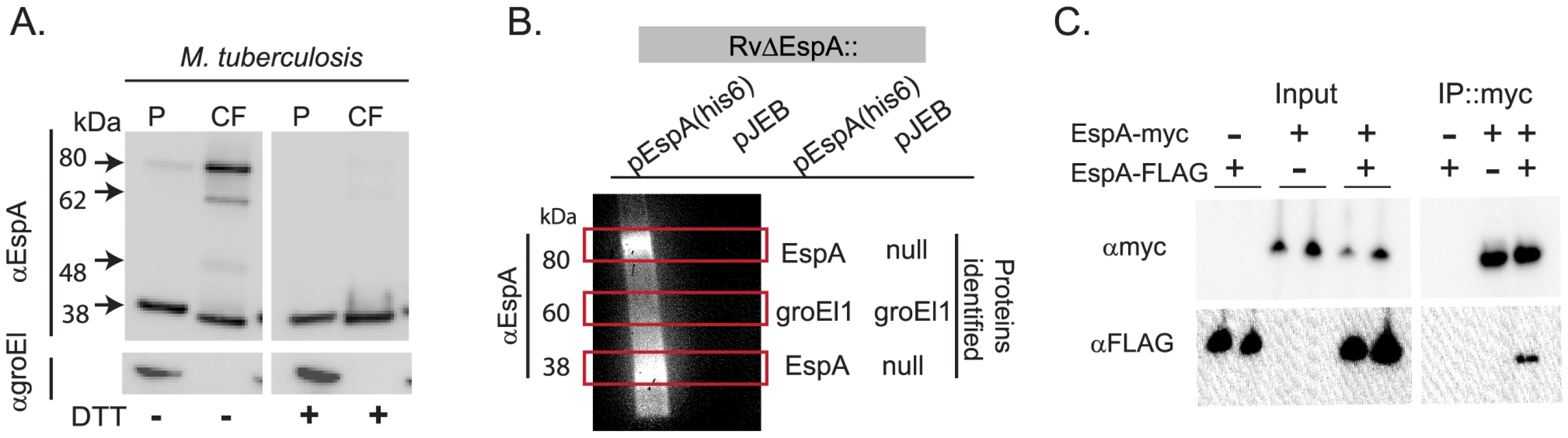 EspA forms disulfide dependent homodimers in wildtype <i>Mtb</i>.