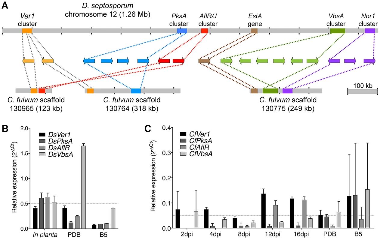 Arrangement of predicted dothistromin genes in <i>Dothistroma septosporum</i> and <i>Cladosporium fulvum</i>.