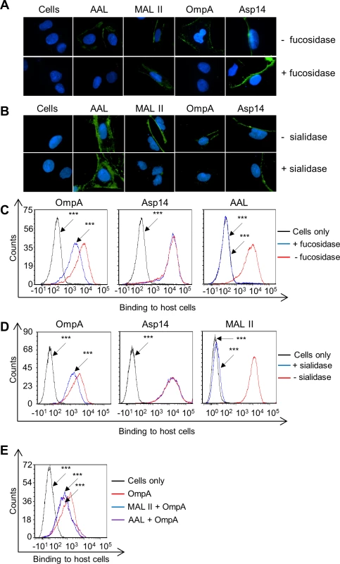OmpA interacts with α1,3-fucose on mammalian host cell surfaces.