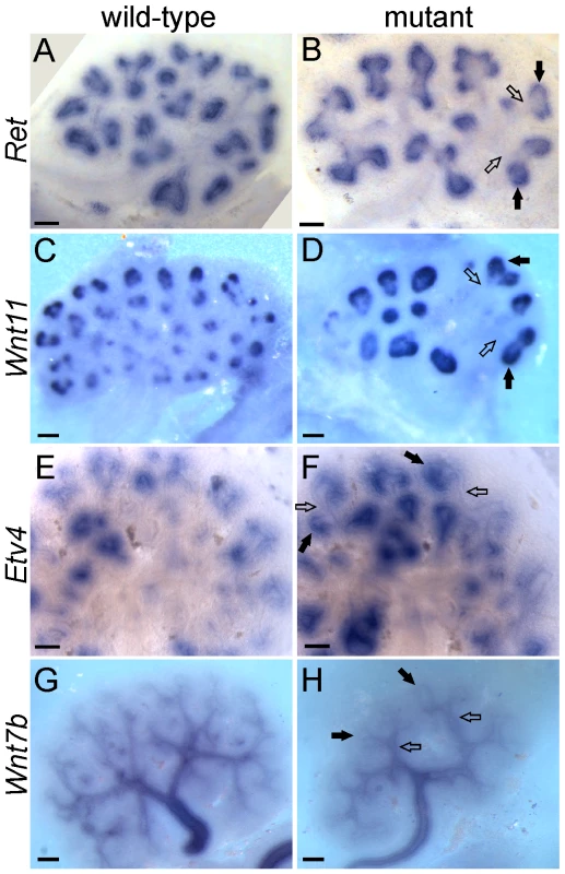 Differential gene expression in tip and trunk domains is retained in <i>Gdnf−/−;Spry1−/−</i> and <i>Ret−/−;Spry1−/−</i> double mutant kidneys.