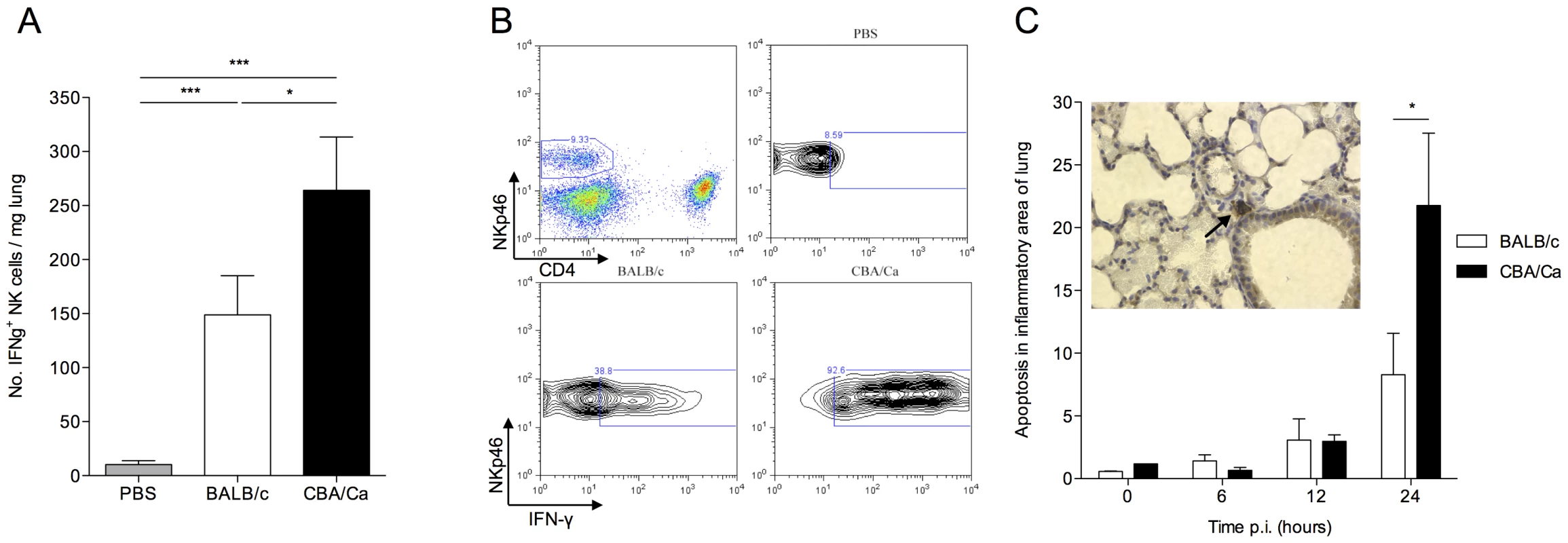 CBA/Ca mice display uncontrolled lung inflammation and associated apoptosis following <i>S. pneumoniae</i> infection.