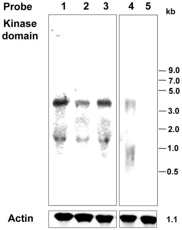 Expression of EhTMKB1 under different growth conditions.