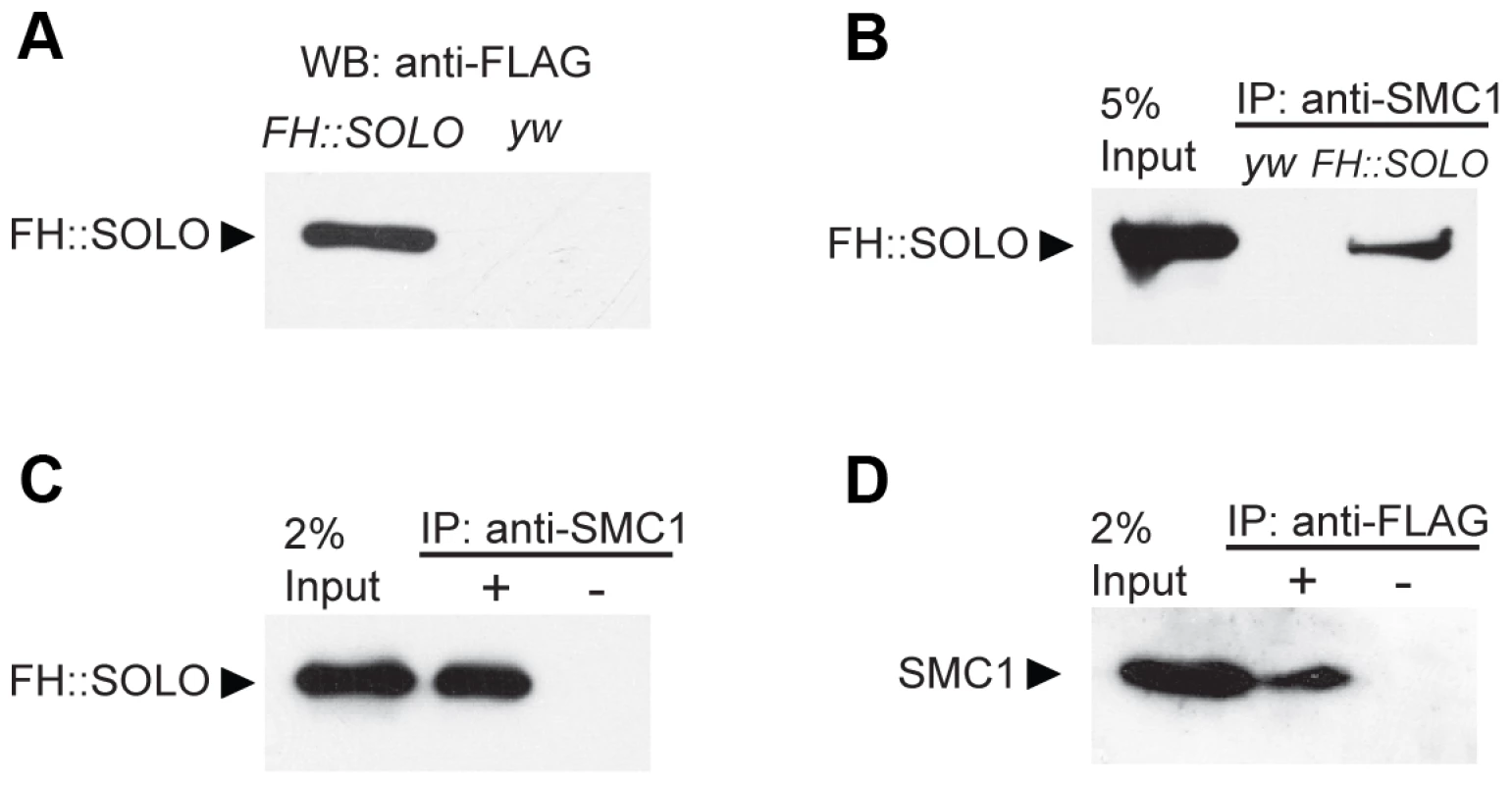 Co-immunoprecipitation of SOLO and SMC1 from ovarian extracts.