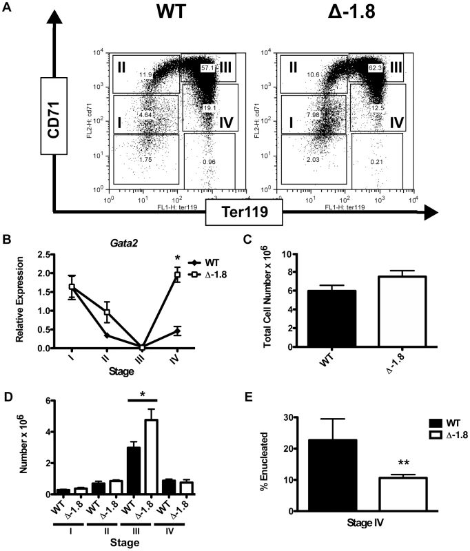 Alterations in <i>Gata2</i> expression in late erythroid development in Δ-1.8 mice.