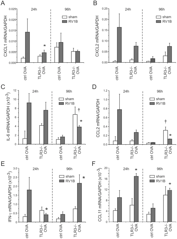 RV1B-induced pro-inflammatory cytokine expression in OVA-treated TLR3−/− mice.