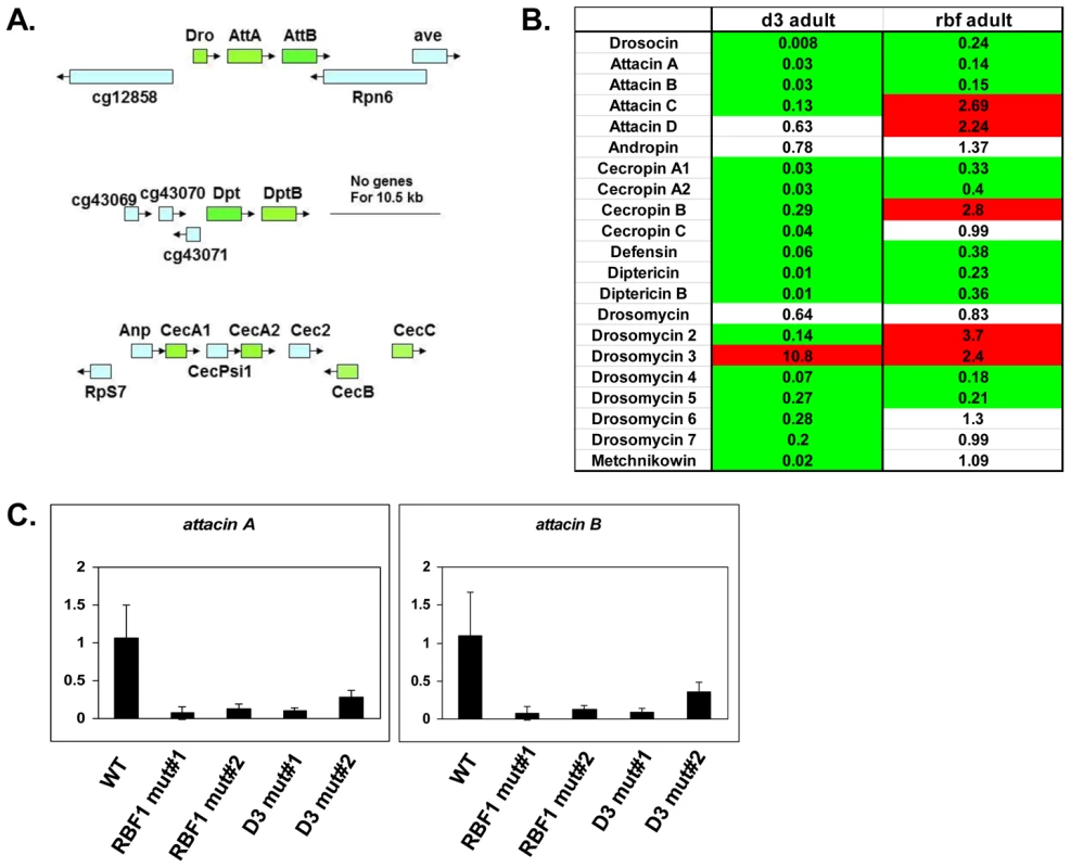 RBF1 and dCAP-D3 activate basal transcript levels of genes coding for Antimicrobial Peptides (AMPs).