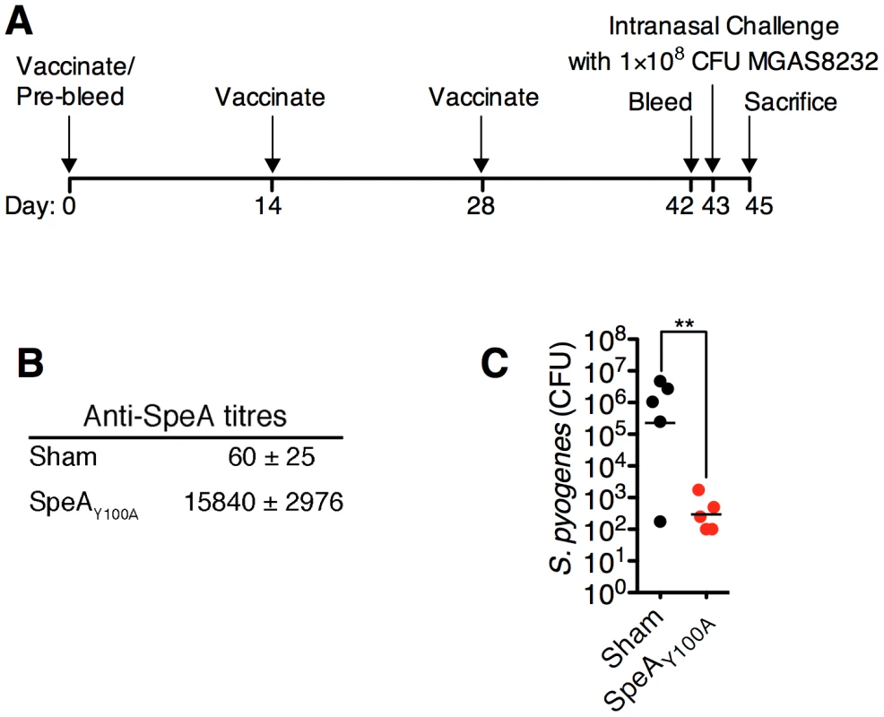 Vaccination with toxoid SAg inhibits <i>S. pyogenes</i> nasopharyngeal infection in mice.