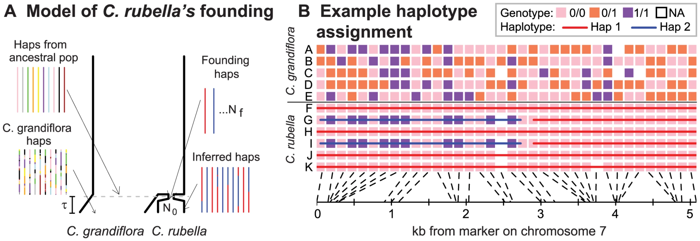 The founding of <i>C. rubella</i> and the identification of its founding haplotypes.