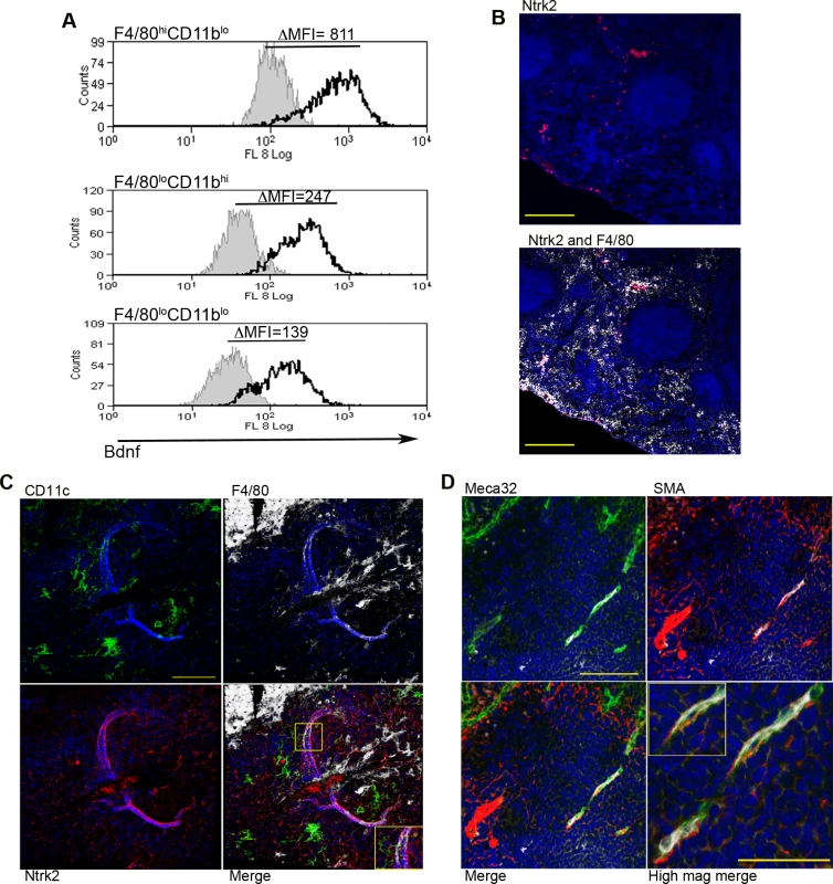 Infection-induced expression of Bdnf and Ntrk2 in spleen.