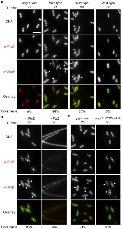 OpgH localizes to midcell in a growth rate- and FtsZ-dependent manner.