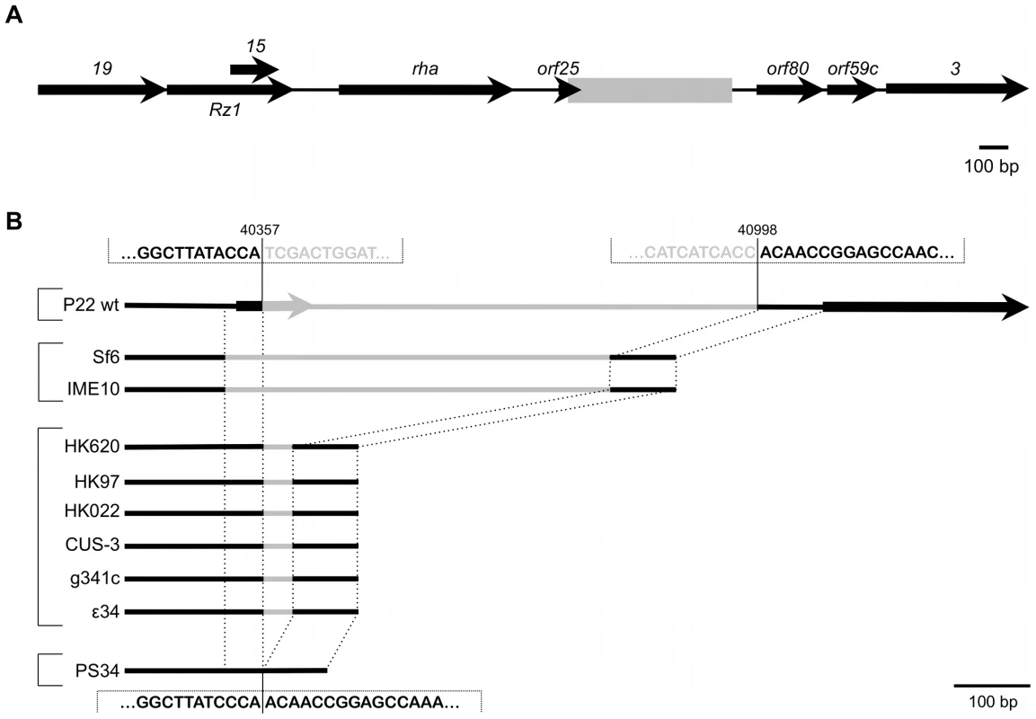 Genomic context of the P22 <i>pid</i> locus.