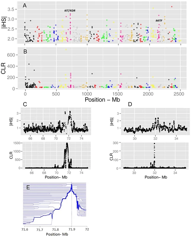 Genome-wide visualization of selection candidates (top 1% signals) localized by |iHS| (A) and CLR (B) metrics.