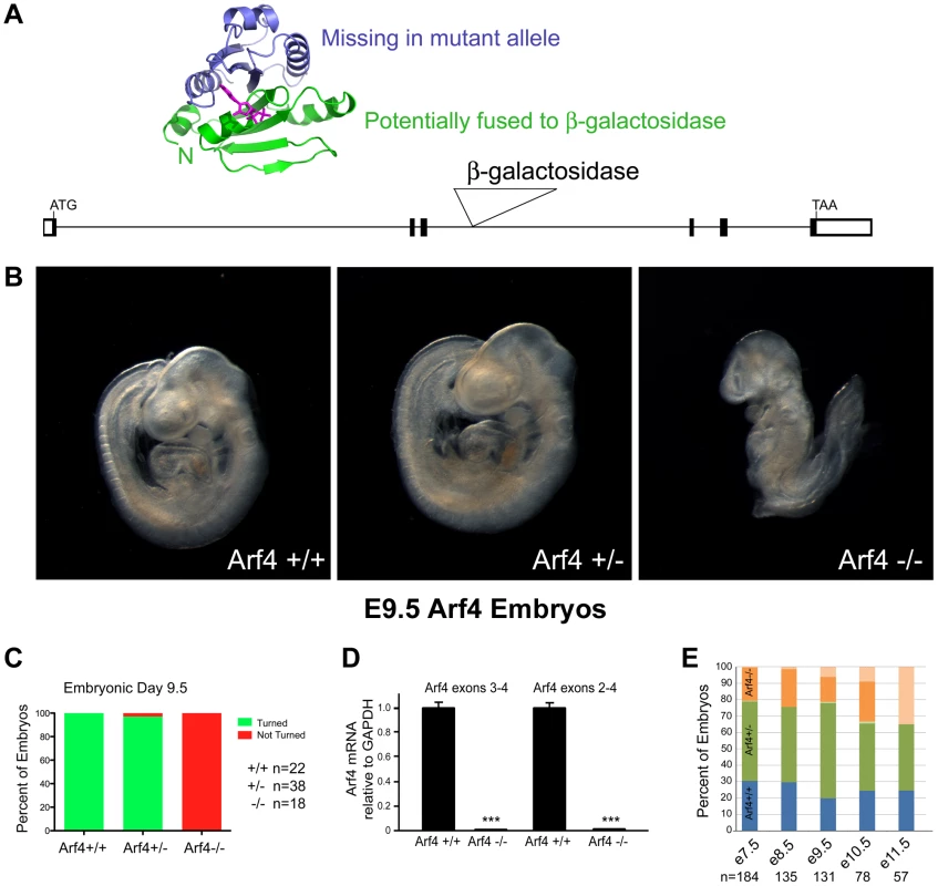 Arf4 mutant mice are embryonic lethal.