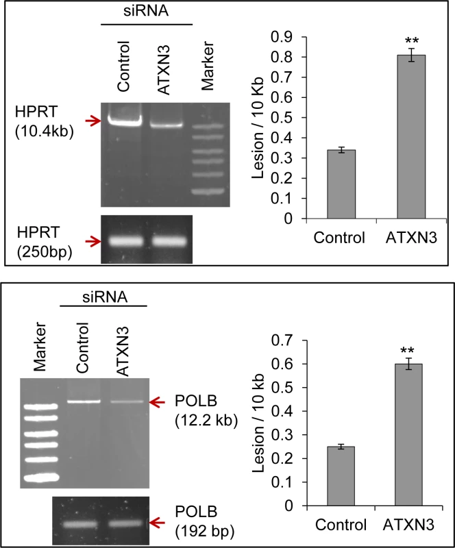 ATXN3 depletion increases DNA strand break levels in the nuclear genome.