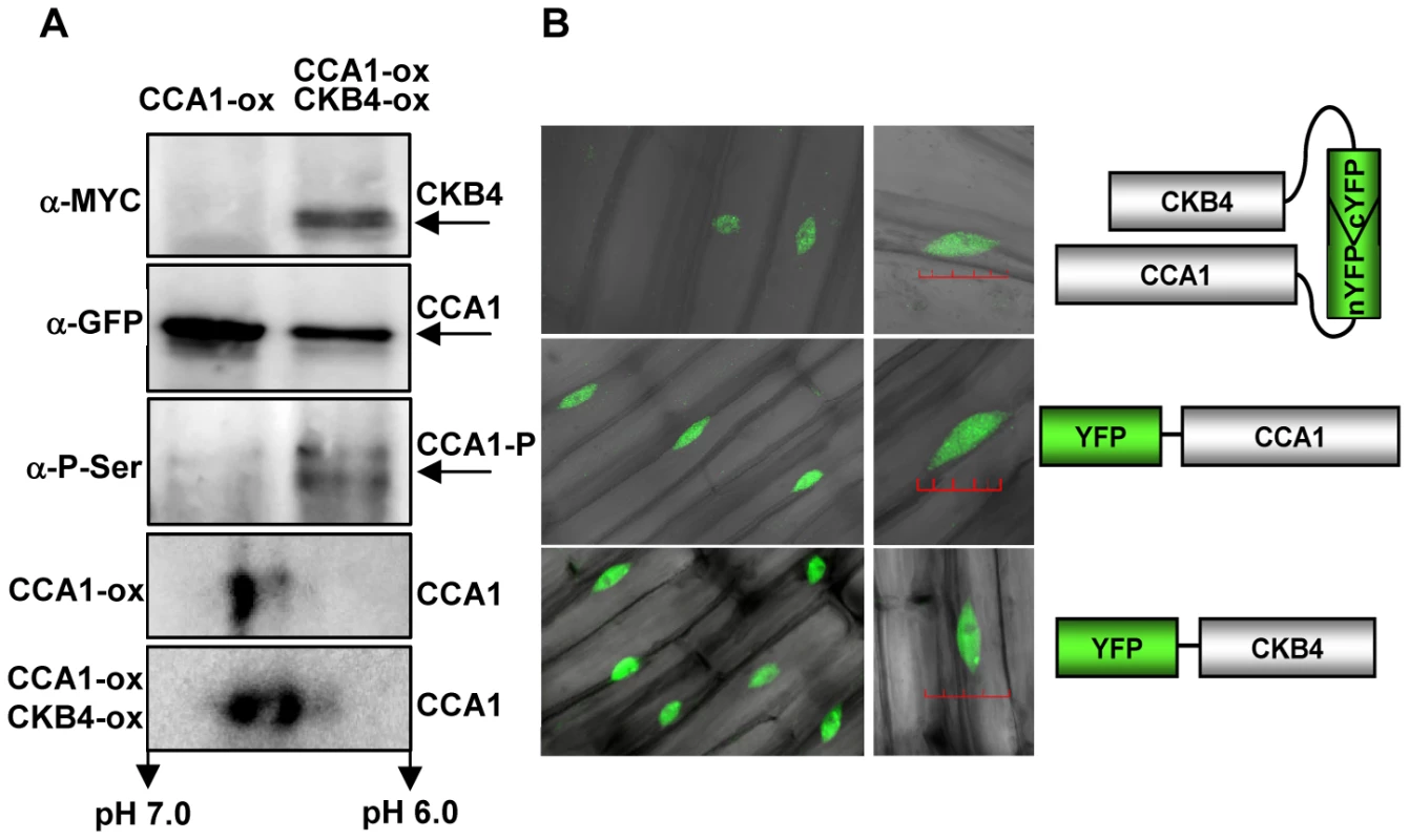 Molecular interaction of CCA1 and CKB4.