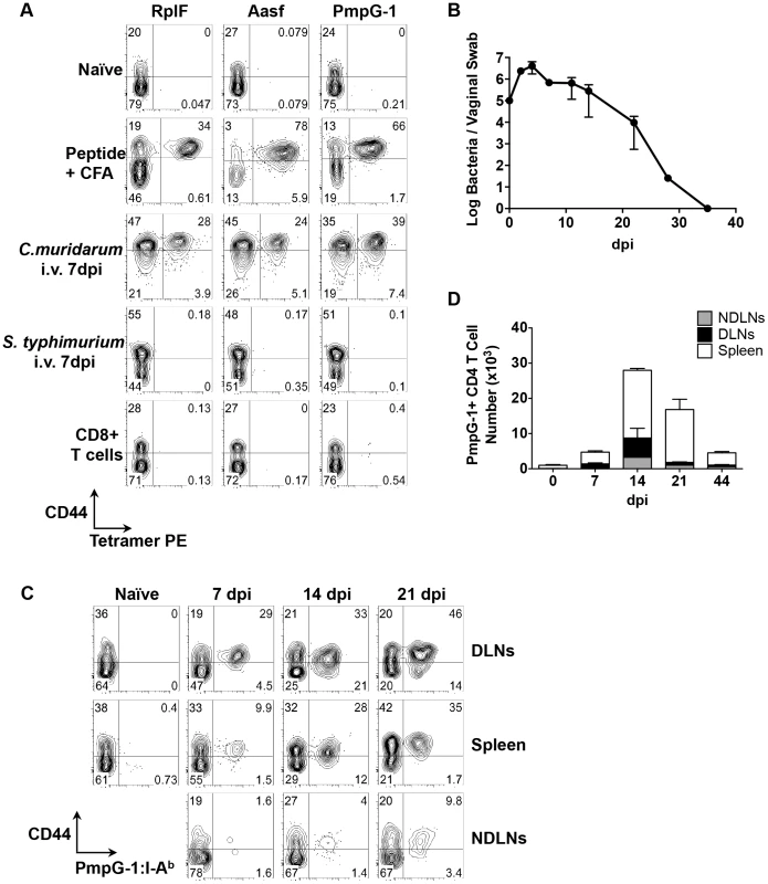 Kinetics of antigen-specific CD4<sup>+</sup> T cell expansion after <i>C. muridarum</i> intravaginal (i.vag.) infection.