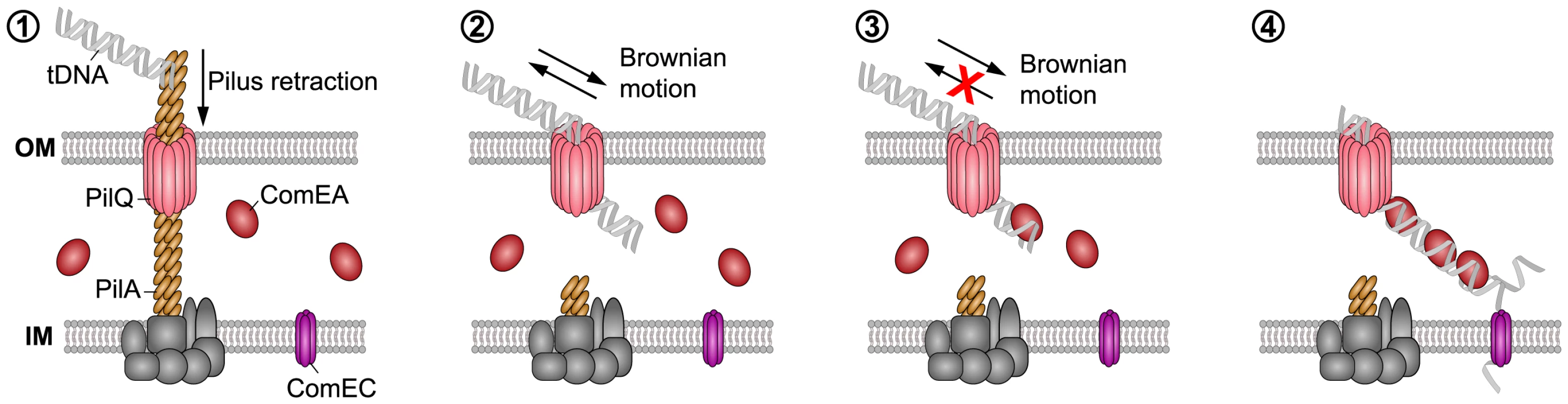 Working model of how DNA translocation across the outer membrane might occur in <i>V. cholerae</i>