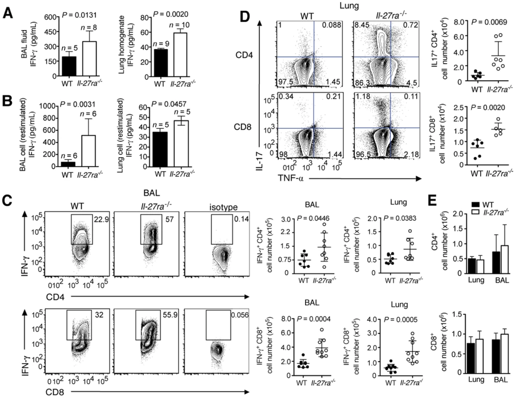 Absence of IL-27Rα leads to increased numbers of IFN-γ or IL-17-producing T cells in the respiratory tract.