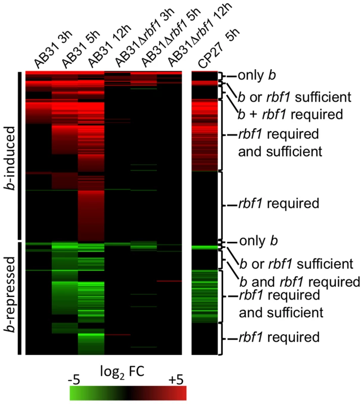 Rbf1 is required and sufficient for expression of <i>b</i>-dependent genes.