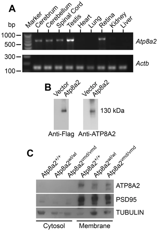 ATP8A2 expression and localization.