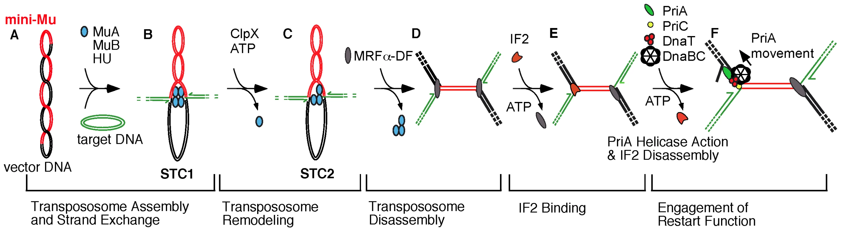 Transition from transpososome to replisome during bacteriophage Mu transposition.