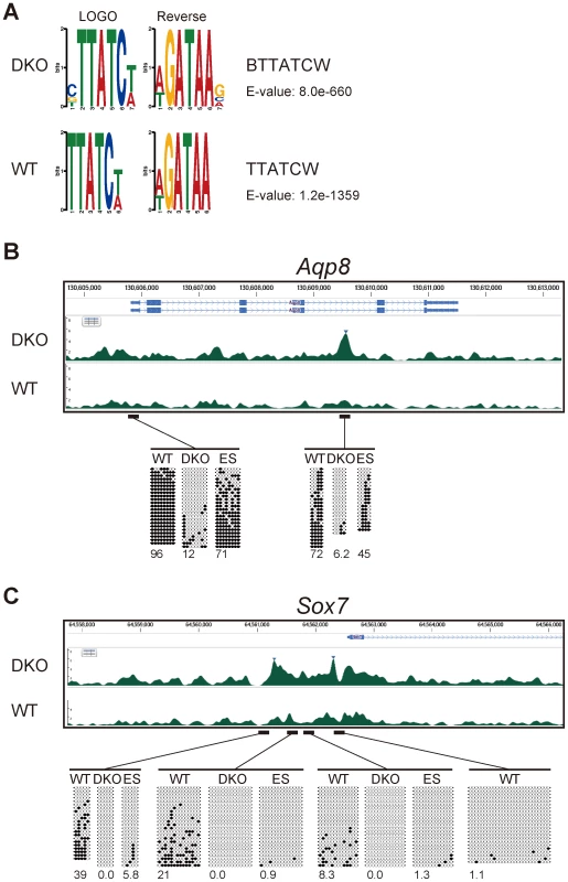 Gata4-binding site and DNA-methylation analyses of Gata4-response genes.